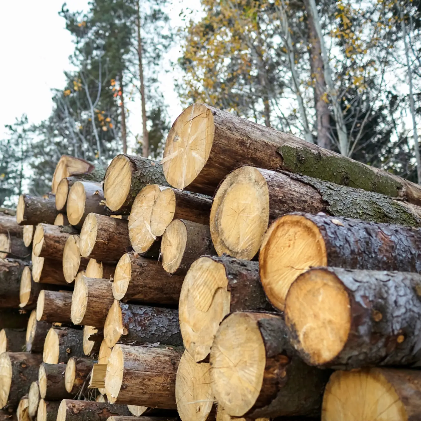 Lesy nejsou továrny na dřevo